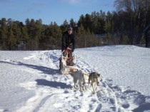 Siberian Husky Racing. 2 dogs racing in snow. Team building venue Winton House. 