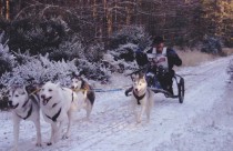 4 husky dog team racing in snow at Winton House near Edinburgh.