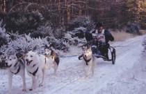 4 husky dog team | Winton House near Edinburgh 4 husky dog team racing in snow at Winton House near Edinburgh.