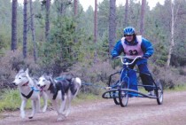 2 dog Siberian Husky Dog Racing. Exclusively at Winton House.