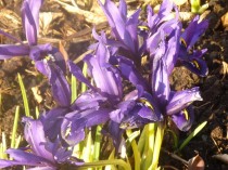Irises at Winton House near Edinburgh Irises at Winton House near Edinburgh