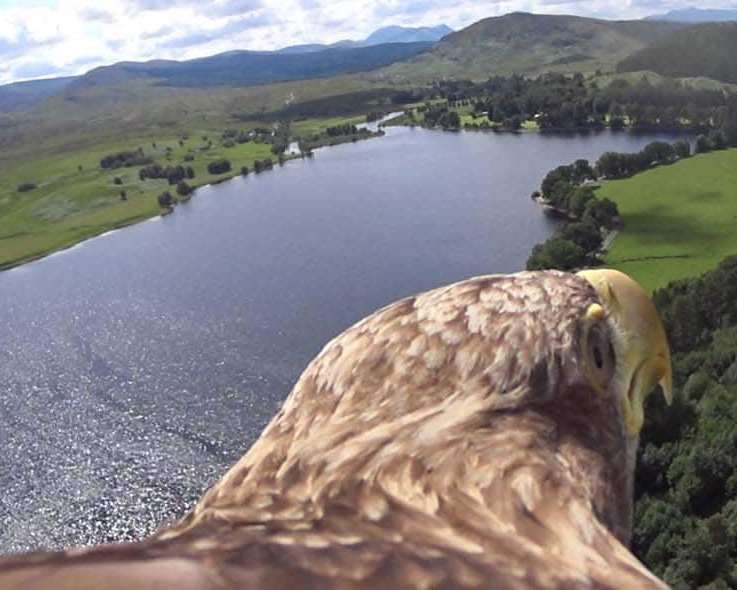 Elite Falconry Eagle with video over Loch Moy.