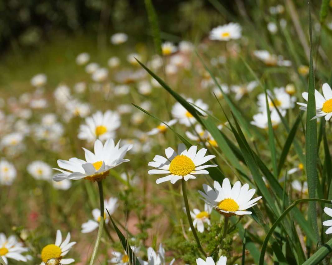 Nature noticing; a mindfulness exercise for the practically-minded