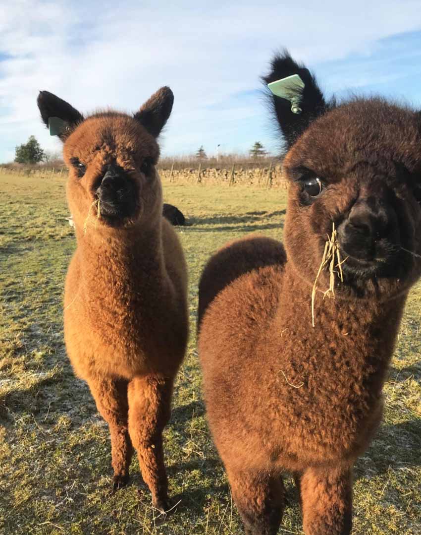 John Muir Alpacas 1 850